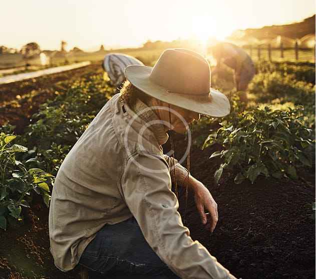 Caficultor en el campo al atardecer — Elodia Coffee, del campo a tu mesa