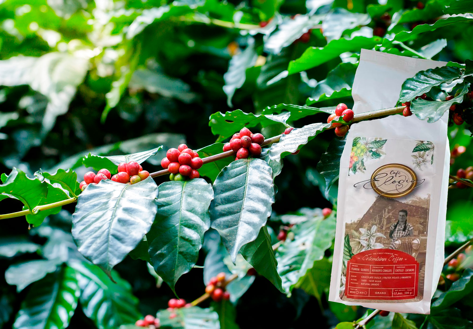 Café Elodia — bolsa de café en planta de cerezas colombiana, Filandia Quindío
